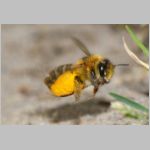 Dasypoda hirtipes - Hosenbiene x w05 - Sandgrube Heidesee OS-Bad Laer.jpg